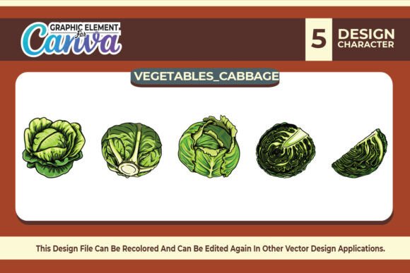 Cabbage Vegetables Vector Set